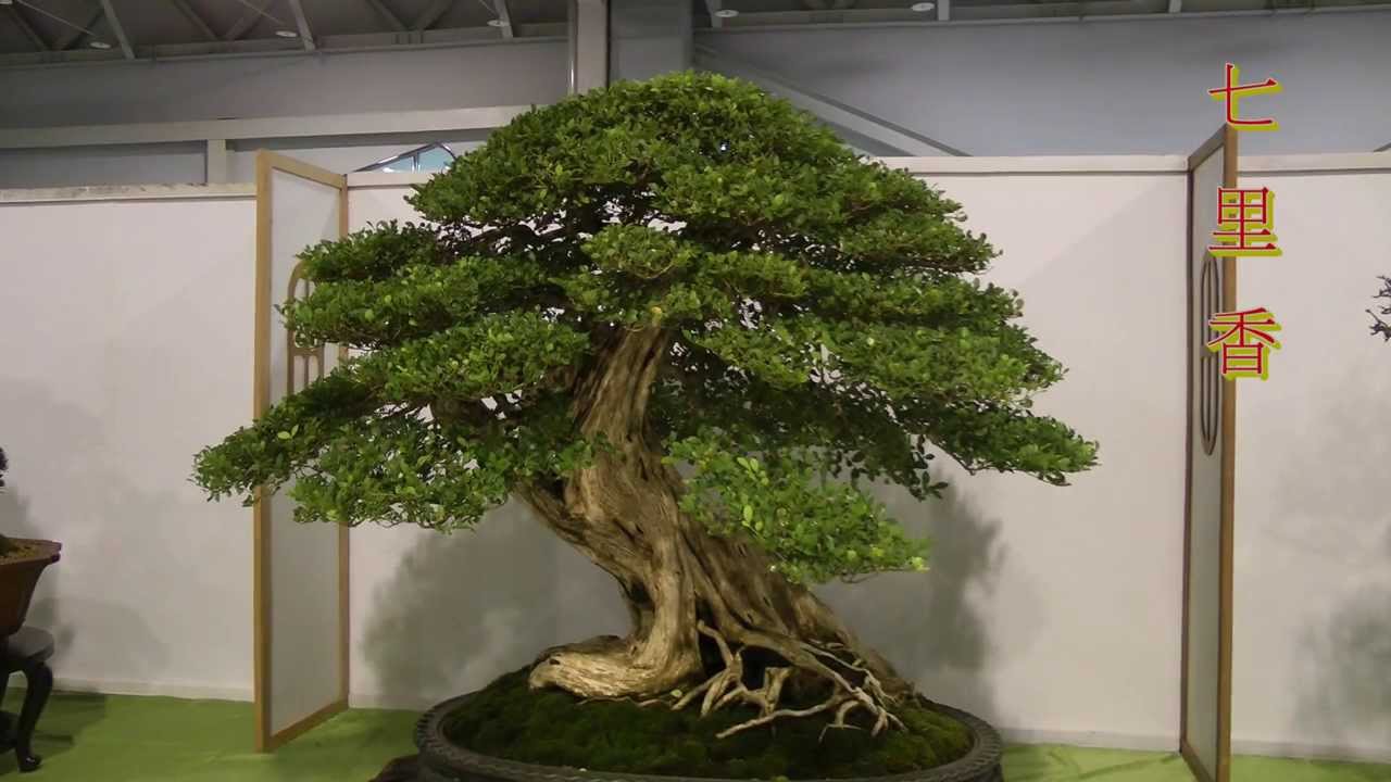 2013 第18回全國盆栽展(5).Taiwan Bonsai Exhibition.九重葛 七里香 榕樹 櫻桃 象牙樹.Full HD 1080p