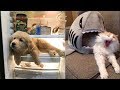 Cutest Baby Animals Videos Compilation Funny Moment of the Animals - Cutest Animals #2