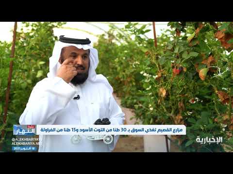 مزارع محافظة البكيرية تنتج التوت الأسود والفراولة عبر الطاقة النظيفة