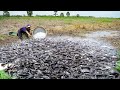 Handsome Fisher Found & Catching A lot Copper Black Fish - Amazing Fishing Traditional Village
