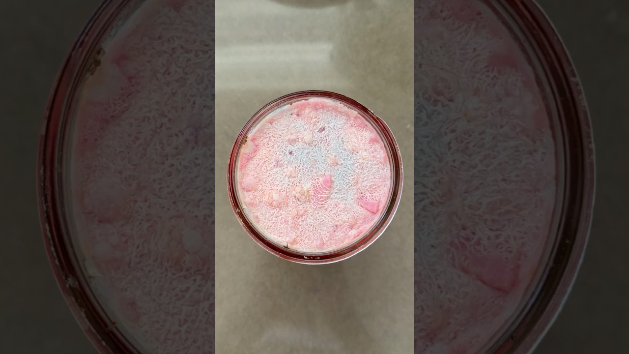 Kahm Yeast vs. Mold