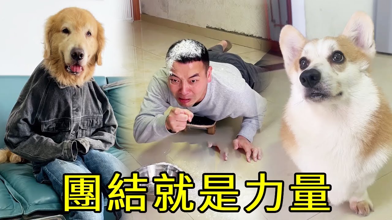 團結就是力量！毛粑平常真的太狗了，四毛和冰棒聯手給他教訓