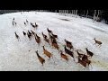 Благородный олень. Взгляд с воздуха. Вертолет-коптер. Reed deers. Shooting with drone.