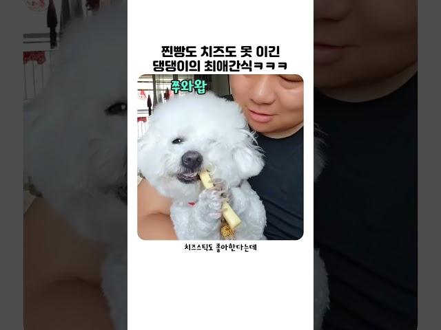 댕댕이 최애 간식은 ㅋㅋ #댕댕이 #간식