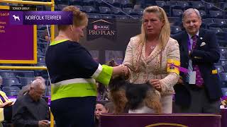 Norfolk Terriers | Breed Judging 2024