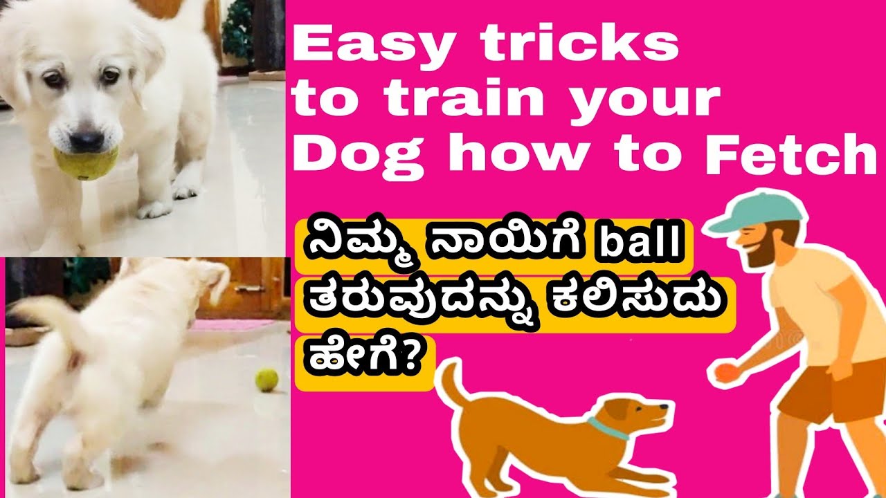 EASY TRICKS TO TRAIN YOUR DOG/PUPPY HOW TO FETCH BALL| DOG TRAINING |