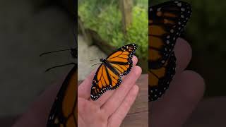 Awesome Monarch Butterfly sitting on a hand