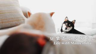 家族が増えて1ヶ月。豆柴たちの変化