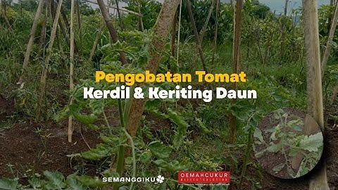 Mengatasi Tomat Kerdil
