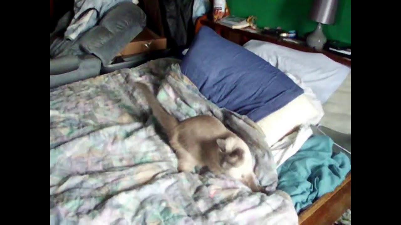 Siamese cat playing on waterbed 2 YouTube