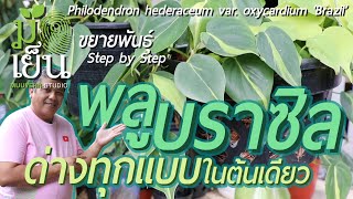 พลูบราซิล ด่างทุกแบบในต้นเดียว ไม้เลื้อยสารพัดประโยชน์ แขวนก็ได้ ตั้งโต๊ะก็ดี มีไว้เลื้อยผนังก็งาม