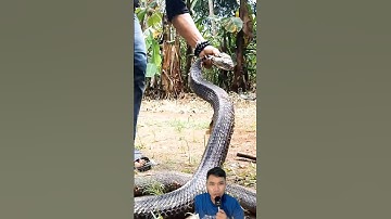 Nuôi Rắn hổ mang chúa dài 8m làm thú cưng #snake