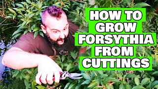 How to Properly Root and Grow Forsythia Cuttings - Regrowing Trees - Propagation