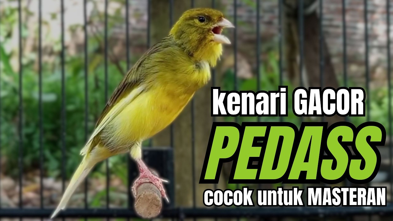 Masteran KENARI GACOR ngeroll panjang,Cuit Cuit Emosi AMPUH bikin kenari nyaut ,Masteran MURAI BATU