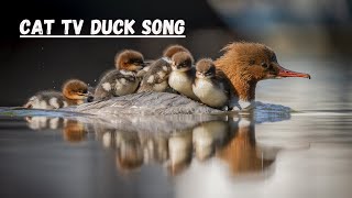 Duck Song | Videos for cats 🦆 by Videos For Cats To Watch 274 views 1 month ago 6 minutes, 39 seconds