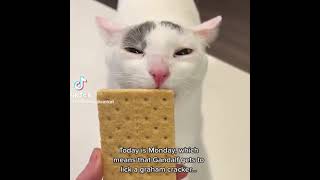 The Vicious Cycle Of Cat