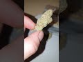 "Duck Sauce" 🍃 a.j sour diesel cross sunset sherbert.