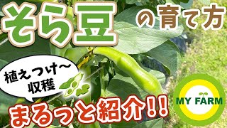 そら豆の育て方 植え付けから収穫までまるっと見せます 初心者向け菜園ムービー Youtube
