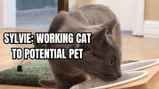 A Colony Cats Path To Petdom