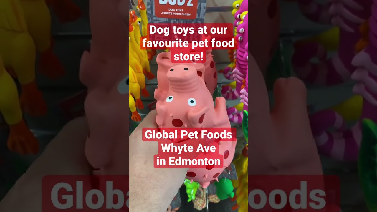 Dog toys at our favourite pet food store! Global Pet Foods Whyte Ave Edmonton
