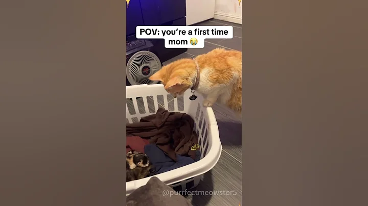 Video 11794121: cats kitten funny catlover