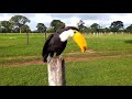 TUCANO: Ave do Cerrado do BRASIL.