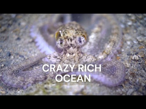 Vie marine incroyable au récif de Semakau, Singapour