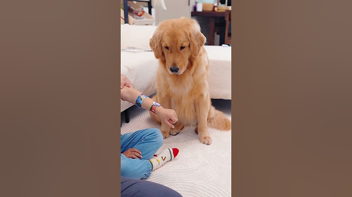 狗狗：好玩么？幼稚！Is it fun? Naive!