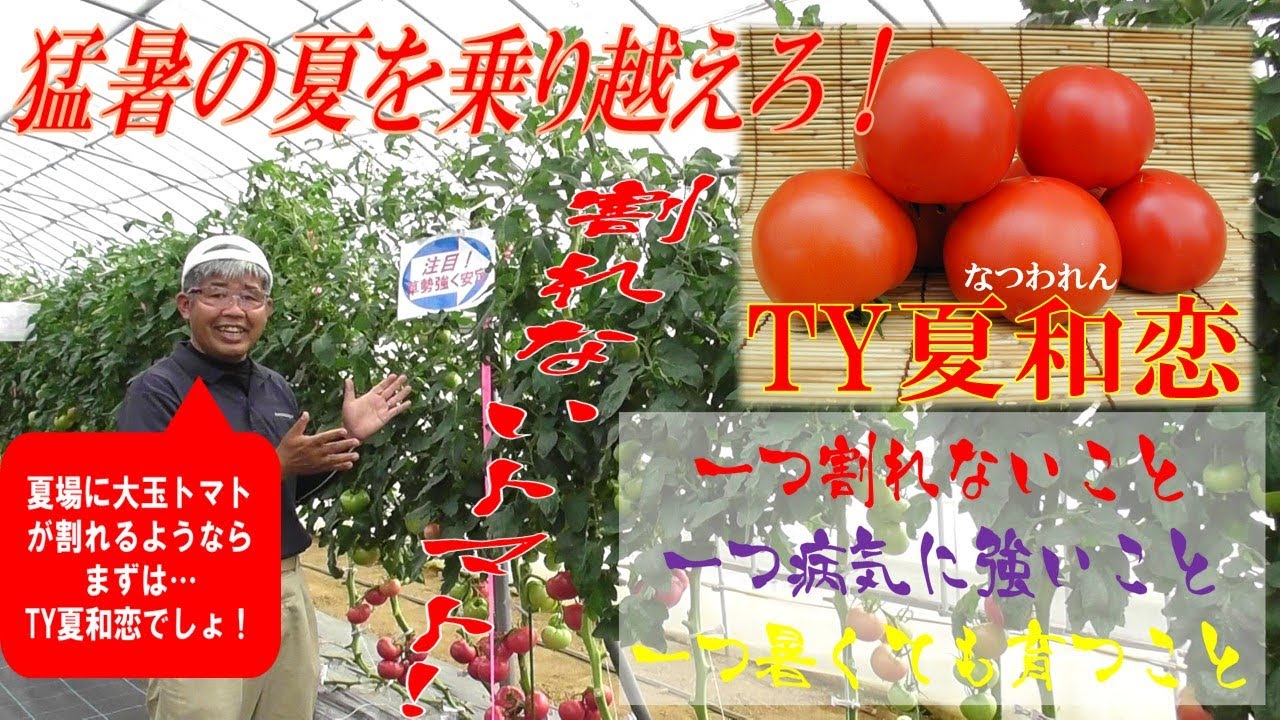 Ty夏和恋 なつわれん 暑さに強い 割れない 黄化葉巻病耐病性 抑制作専用大玉トマト Youtube Ty夏和恋 なつわれん 暑さに強い 割れない 黄化葉巻病耐病性 抑制作専用大玉トマト Youtube