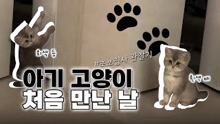 Vlogㅣ아기고양이와 초보집사의 첫 만남ㅣ일상 브이로그ㅣ하루만에 애교냥이?ㅣ아깽이와 친해지기