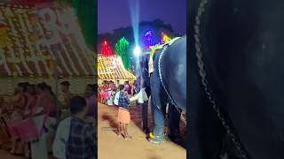 😍🐘🙏Awesome local festival #goaindiatravel #aana #keralatemples #keralafestival #pooram #keralashorts