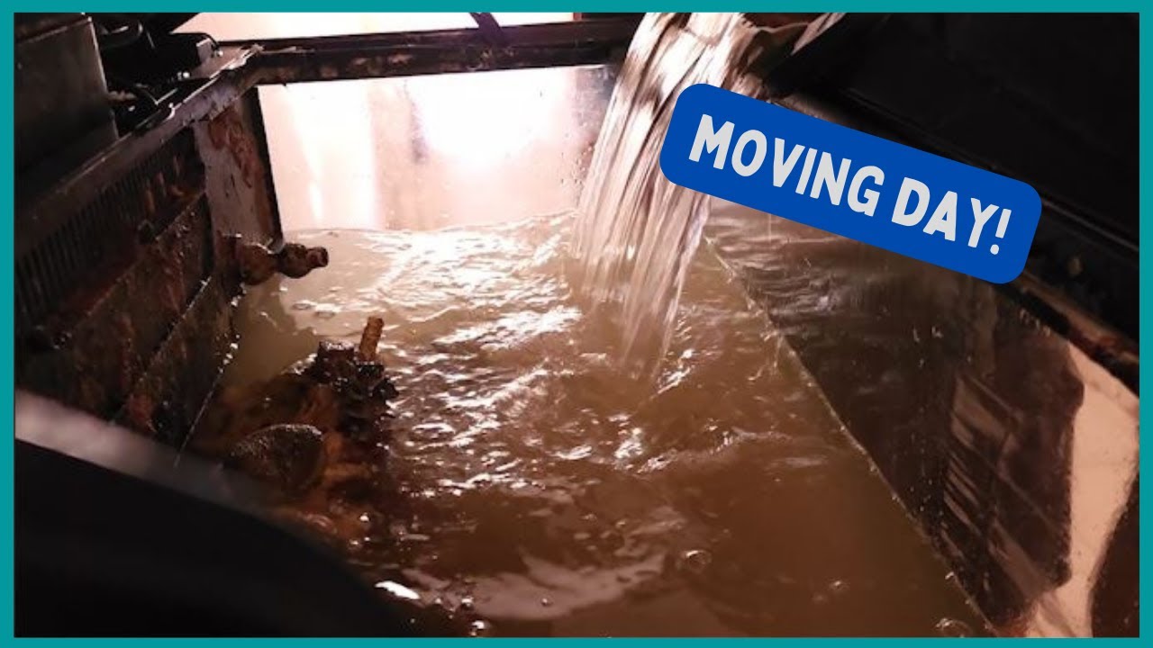 Curated visual reference: Fresh Look at Moving Day Moving Salt Water Aquariums