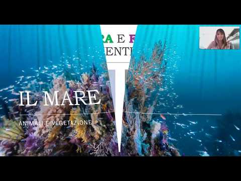 Video: Pesce del Mar Rosso: descrizione e caratteristiche. Flora e fauna del Mar Rosso