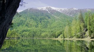 CGTN Nature: Altai Mountains Series | Episode 5: Taiga Forest