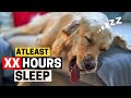 How Much Sleep Golden Retrievers Actually Need?