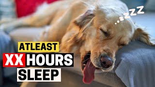 How Much Sleep Golden Retrievers Actually Need?