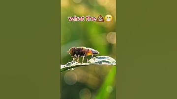 hoverfly, the bubble burst                  #insectworld #nature #insects ##macrophotography #macro