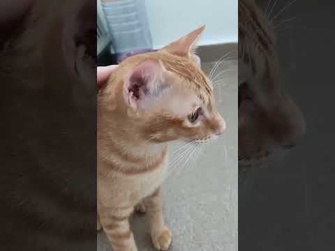 One year old Oyen Cat lovely #cat #kucing #catvideos #asmr #love