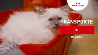 Consejos para transportar a tu gatito | Royal Canin