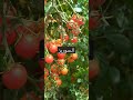 السوريز تومت اللهم بارك     زراعت زراعة بيلوحية