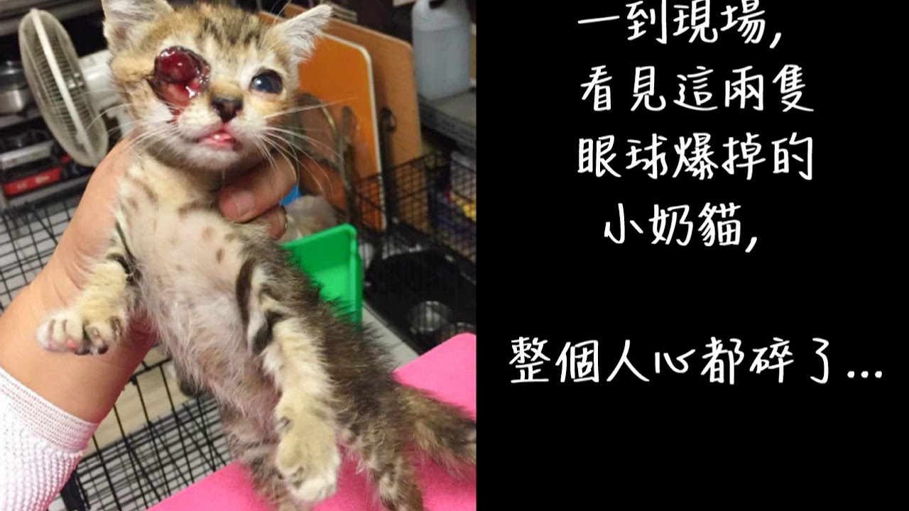 社團法人台灣流浪動物救援協會
