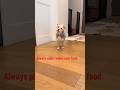 Dogs Being Idiots Part 180 рџ Јрџђ Funnydog Funnypet Cutedog Dog Pets Shorts Dogs Being Idiots Part 180 рџ Јрџђ Funnydog Funnypet Cutedog Dog Pets Shorts