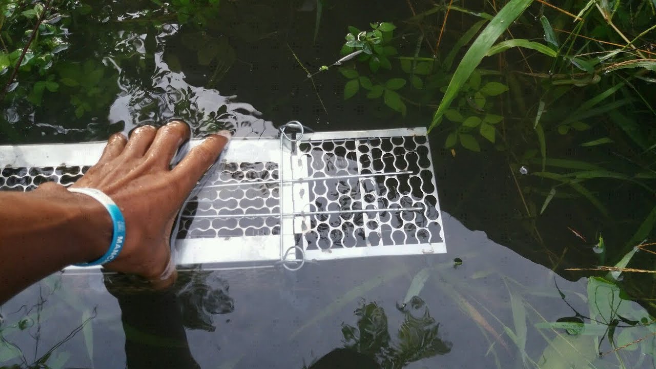 ใช้กรงดักหนู ดักปลาโคตรเจ๋ง