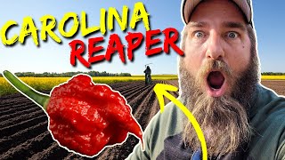 How To Grow Carolina Reapers The Worlds Hottest Peppers