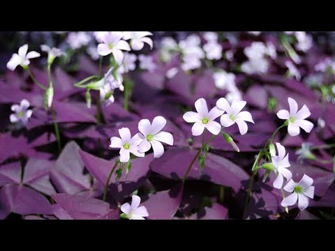Видео: Когда цветет кислица?