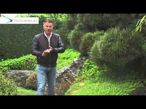 Video: Hoe Een Rotstuin In De Tuin Te Bouwen, Planten Te Planten In Speciale Zones, Jeneverbessen - 2