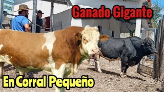 Corral Pequeño con Ganado Gigante en Guatemala