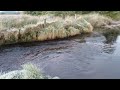 River finn salmon spawning novdec 2023