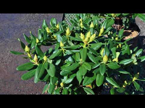 Video: Rhododendronová žlutá (17 Fotografií): Popis Odrůd „Silfides“a „Homebush“, Výsadba A Péče