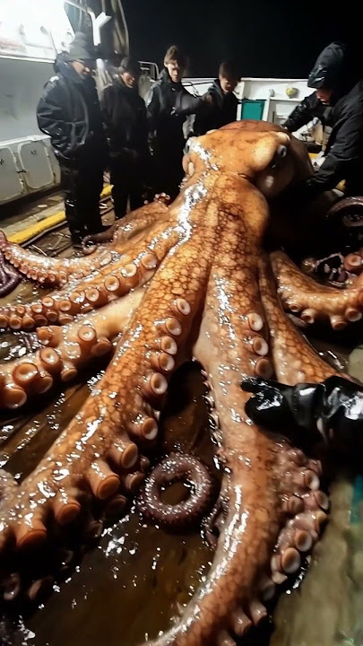 Pulpo Gigante 'Criaturas Extrañas y Fascinantes: Explora los Secretos del Mundo Animal'